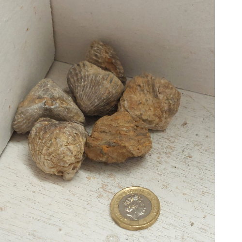 Flexicalymene Trilobites