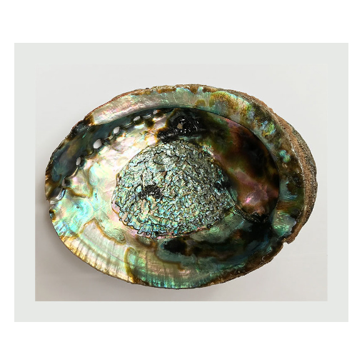 Abalone shell 4 inch