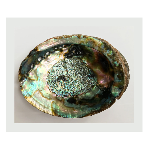 Abalone shell 6 inch