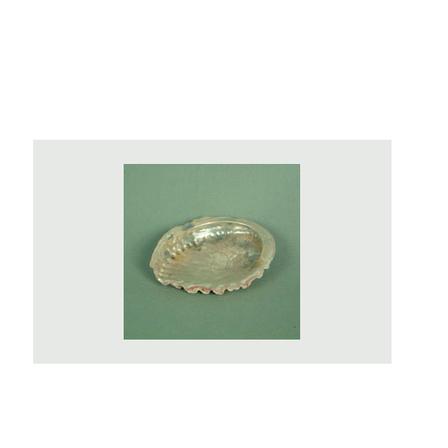 Abalone shell 2 inch