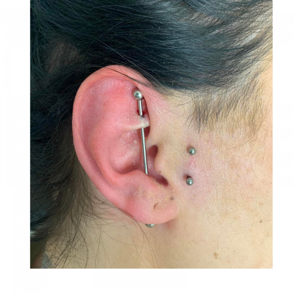 Rook Conch