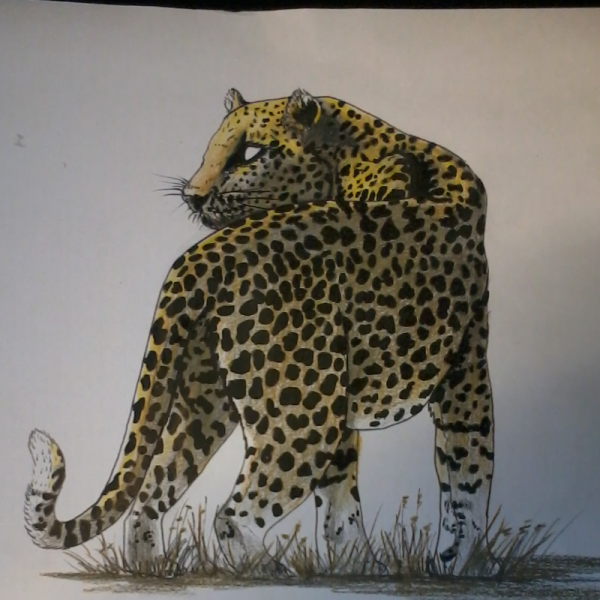 Leopard